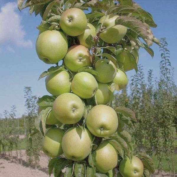 Яблоня колоновидная 'Икша' Яблоня колоновидная 'Икша'